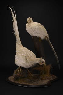 Taxidermy: A pair of white pheasant (Crossoptilon crossoptilon): Taxidermy: A pair of white pheasant (Crossoptilon crossoptilon)Arranged in an open diorama, perched on a rock and a tree stump, on a shaped mahogany base.52cm wide x 73cm high Footnote: