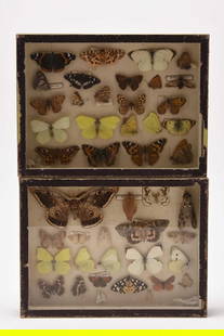 Taxidermy, Lapidoptera interest - Two glazed display cases 'Les Fils d'Emile Deyrolle' (2): Taxidermy, Lapidoptera interest: Two glazed display cases, possibly late 19th/20th century, with numerous butterflies and moths, bearing label at the back of French natural history collection supplier