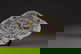item-210895974=4