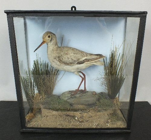 Halls Summer Collective Auction 21st August: A Victorian Taxidermy Study of a Red Shank, mounted in naturalistic setting and in black painted and glass case with hanging hardware, 33cm high, 32.5 cm wide, 14 cm deep