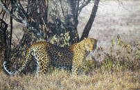 Simon Combes  (1940-2004) A Leopard Amongst Vegetation,