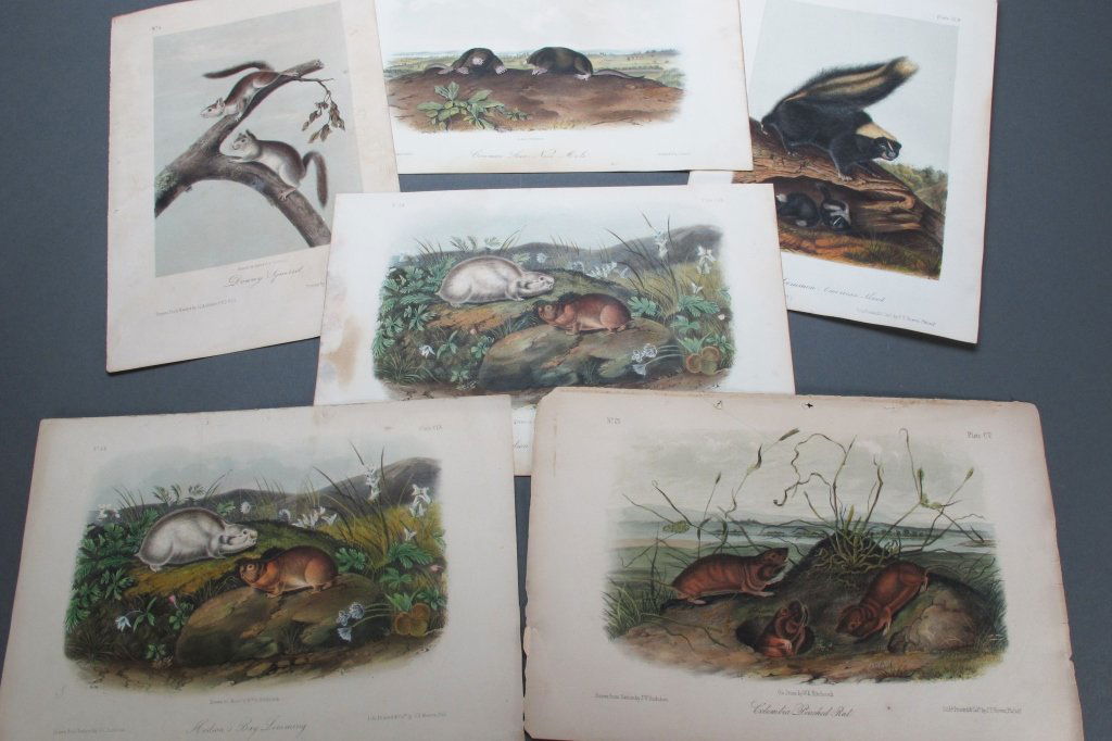 6 Audubon Octavo Prints Quadrupeds: 6 Audubon Octavo Handcolored Prints, Quadrupeds: Downy Squirrel, 10-1/2" x 7"; 2-Hudson's Bay Lemming, 8" x 10-1/2"; Common American Skunk, 10-1/4" x 7"; Columbia Pouched Rat, 7-1/4" x 11"; Common Sta