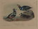 Audubon Octavo Harlequin Duck - 2
