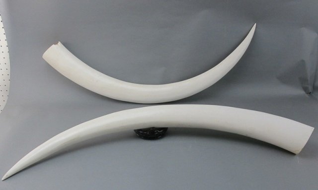 Pair of  Animal Horns (1 of 1)