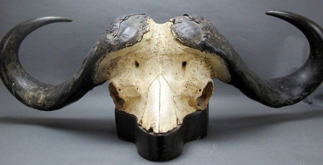 Water Buffalo Skull (1 of 3)