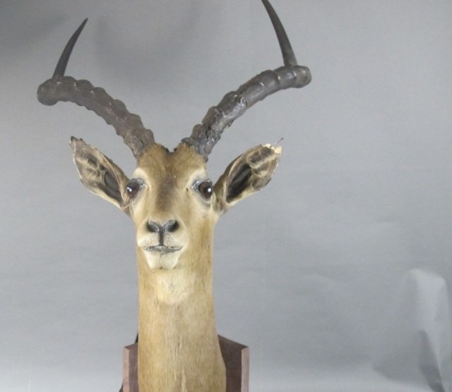 Impala Head Mount (1 of 2)