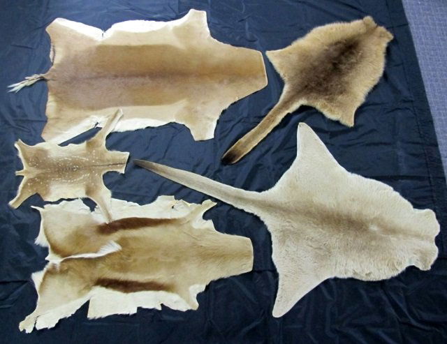 5 Animal Pelts: Kangaroo, others (1 of 1)