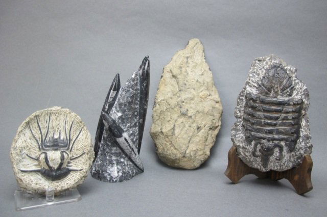 4 Assorted Fossil / Prehistoric (1 of 1)