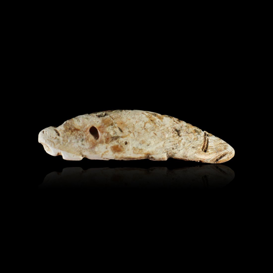Pre-Columbian Colima Spondylus Shell Pendant: A Pre-Columbia Spondylus shell pendant from the ancient Colima region of West Mexico, circa 200 B.C. - 300 A.D. This pendant was drilled for suspension by the ancient maker, and the zoomorphic form ma