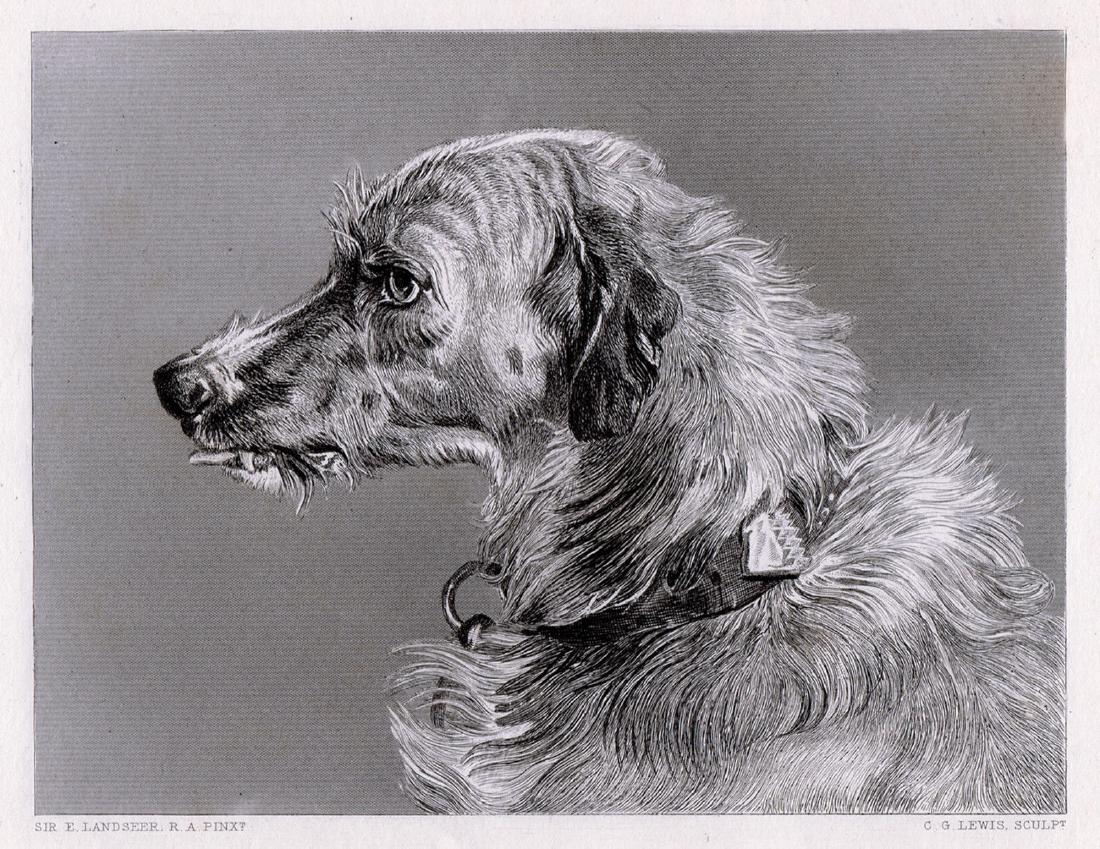 Sir E.H. Landseer Deerhound 1878 engraving: Sir Edwin Henry Landseer. (English, 1802-1873). Head of a Deerhound (Hafed). Antique steel engraving on wove paper after the original oil on canvas by master engraver Charles George Lewis (English,180