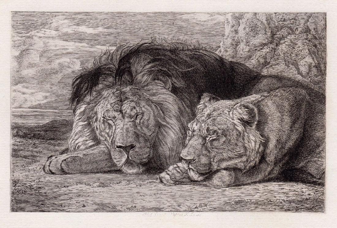 John Frederick Lewis 1880 etching Lion and Lioness: John Frederick Lewis. (English, 1804-1876). Lion and Lioness. Antique etching on thick laid paper. 1880. Signed in the plate. Excellent. Image size 5 1/8 x 7 1/2 inches. Approximately 14 x 17 inches.