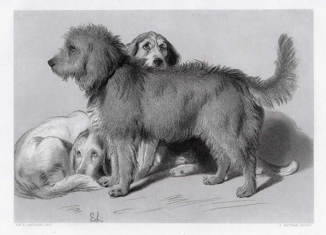 Landseer 1876 engraving The Three Dogs signed: Sir Edwin Henry Landseer. (English, 1802-1873). The Three Dogs. Antique Steel Engraving on wove paper after the original by Master Engraver Charles Mottram (British, 1807-1876). 1876. Signed in the pl