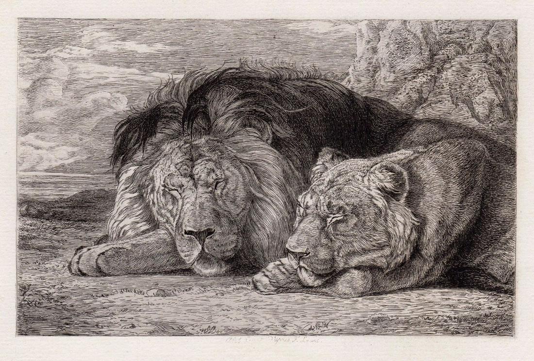 John Frederick Lewis 1880 etching Lion and Lioness: John Frederick Lewis. (English, 1804-1876). Lion and Lioness. Antique etching on thick laid paper. 1880. Signed in the plate. Excellent. Image size 5 1/8 x 7 1/2 inches. Approximately 14 x 17 inches.