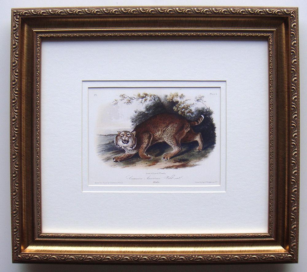 Audubon Common American Wildcat Framed: After John James Audubon. (1785-1851). Audubon Quadruped Plate 1; Common American Wildcat. Limited Edition Giclee of First Edition Octavo (1840-1844). Excellent. Sheet Size 6 1/2 x 9 5/8 inches. Appro