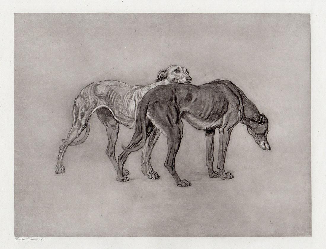 Briton Riviere 1892 Antique Print Greyhounds signed: Briton Riviere (British, 1840-1920). Greyhounds. Antique heliogravure on thick wove paper after the original painting by a Master Engraver. 1892. Signed in the plate, lower left. Excellent. Image size