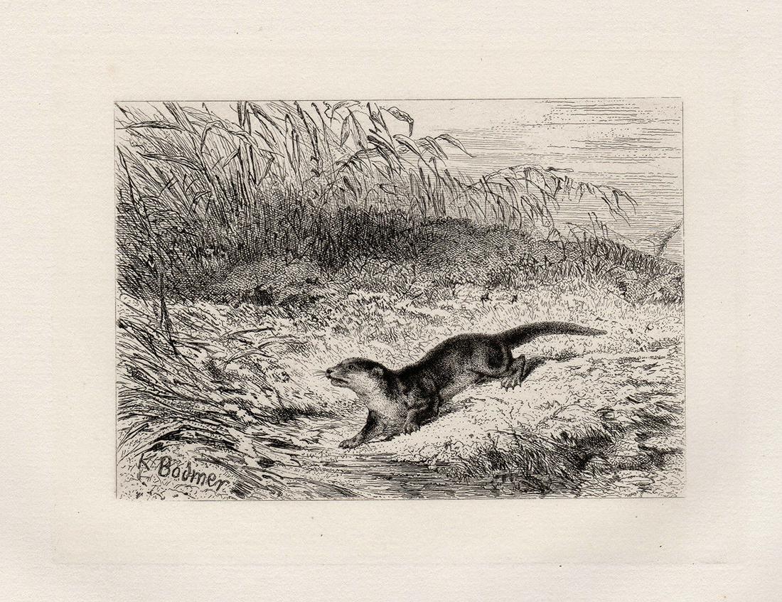 Karl Bodmer Otter 1872 etching: Karl Bodmer (Johann Carl Bodmer) (Swiss, 1809-1893). Otter. Antique etching on thick laid paper. 1872. Signed in the plate, lower left. Excellent. Image size 4 1/2 x 6 1/8 inches. Approximately 14 x 1