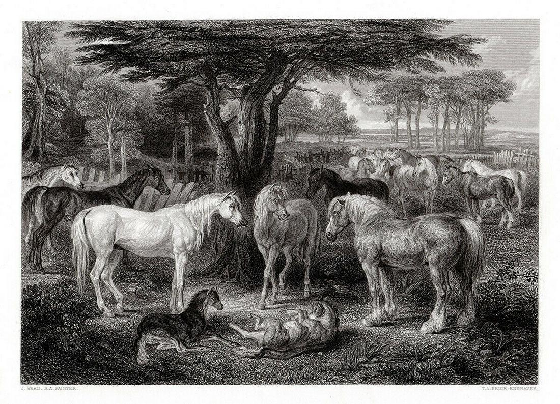 James Ward The Council of Horses 1862 Engraving Signed: James Ward. The Council of Horses. Antique engraving on wove paper after the original Oil on panel by master engraver Thomas Abiel Prior (English, 1809â€“1886). 1862. Signed in the plate. Image s