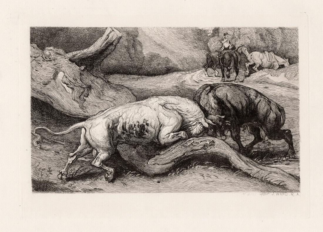 James Ward 1874 etching Fighting Bulls signed: James Ward. (British/English, 1769-1859). Fighting Bulls. Antique etching on laid paper after the original by master etcher WILLIAM WISE (British, 1823-1876). 1874. Signed in the plate, lower right. E