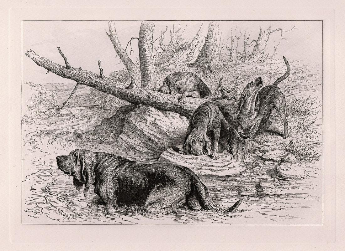 R. H. Moore Bloodhounds at Fault 1886 etching: R. H. Moore (British, 1880). "Bloodhounds at Fault". Antique copper plate etching on thick wove paper. 1886. Signed in the plate lower left. Excellent. Image size 7 1/2 x 10 1/2 inches. Approximately 