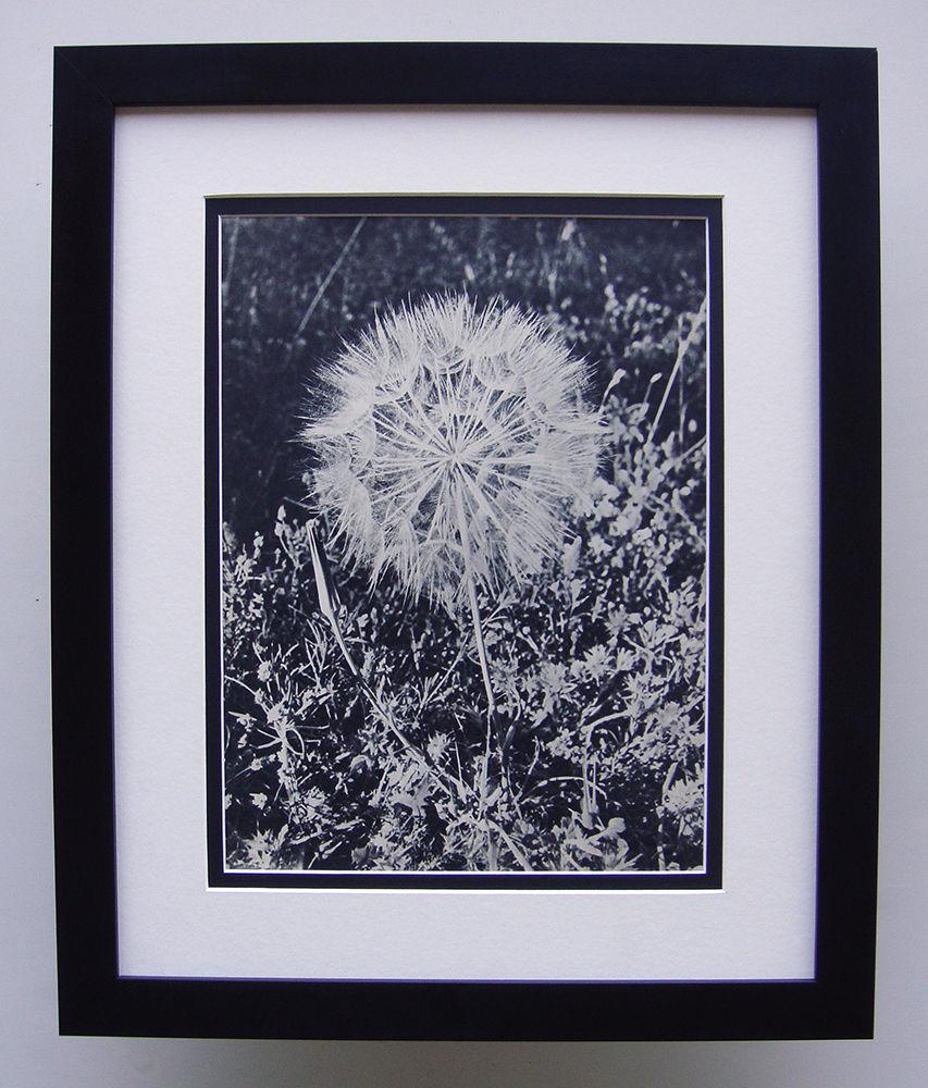 Ilse Salberg A Dandelion 1930's photogravure (1 of 1)