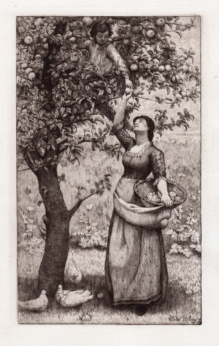 Thomas Riley 1882 etching Gathering Apples signed (1 of 4)