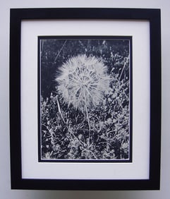 Ilse Salberg A Dandelion 1930's photogravure
