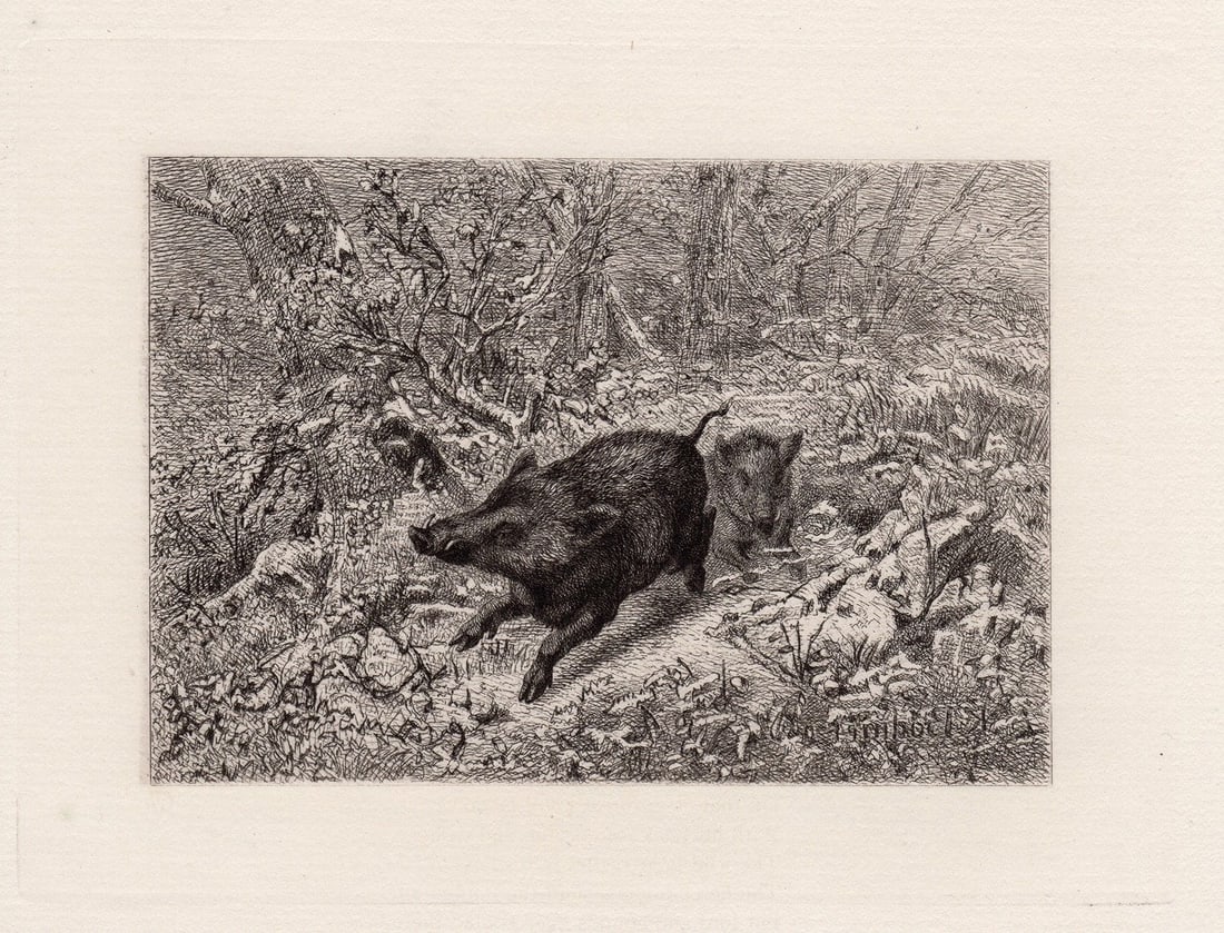 Karl Bodmer Pigs 1872 etching (1 of 2)