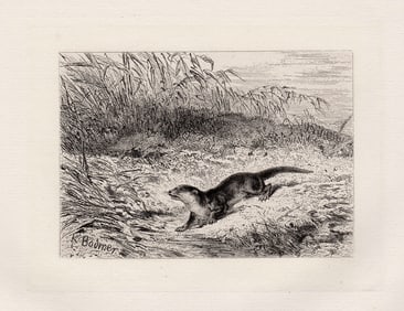 Karl Bodmer Otter 1872 etching