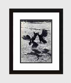 Elizabeth Hibbs Birds Fighting 1930's photogravure