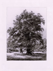 Charles Henri Toussaint 1880 etching Library of Trinity Hall signed