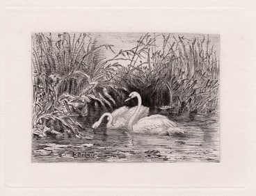 1872 Karl Bodmer Elegant Swans etching signed Signed