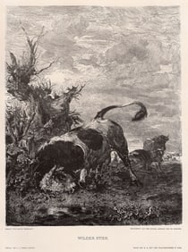 Victor Weishaupt 1887 woodcut Wilder Stier (Wild Bull) signed