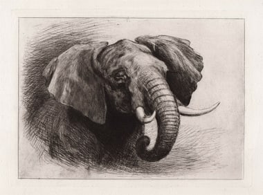 Heywood Hardy Head of an African Elephant 1881 etching