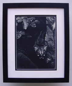 Brassai The Hunt 1930's photogravure