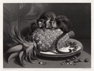 Henry Landseer 1800s Engraving The Marmozettes Signed Framed