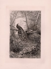 Karl Bodmer Peacocks 1873 etching