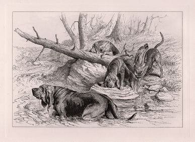 R. H. Moore Bloodhounds at Fault 1886 etching