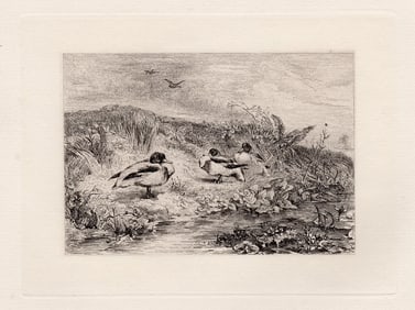 Karl Bodmer Ducks 1872 etching