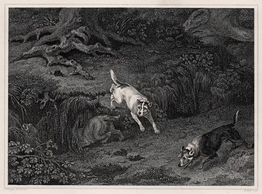 PHILIP REINAGLE 1800s Engraving TERRIERS & POLECAT Framed SIGNED