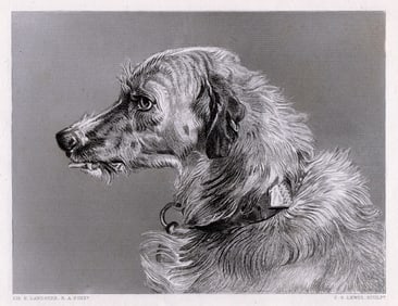 Sir Edwin Henry Landseer Head of a Deerhound (Hafed) 1878 engraving