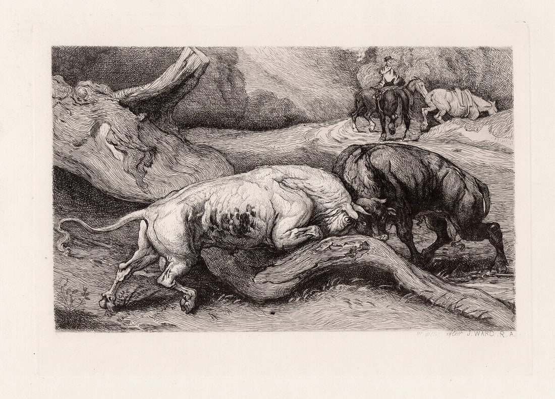 James Ward 1874 etching Fighting Bulls signed (1 of 2)