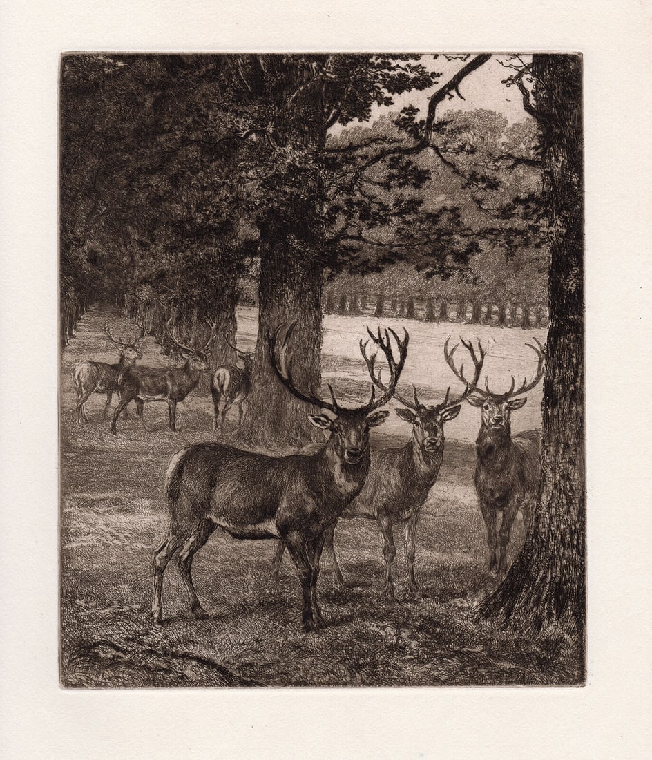 Heywood Hardy Deer in Windsor Park 1885 etching: Heywood Hardy. (English, 1843-1933). Deer in Windsor Park. Antique etching on thick laid paper. 1885. Excellent. Image Size 7 3/4 x 9 1/4 inches. Approximately 16 x 18 inches. This piece has been prof