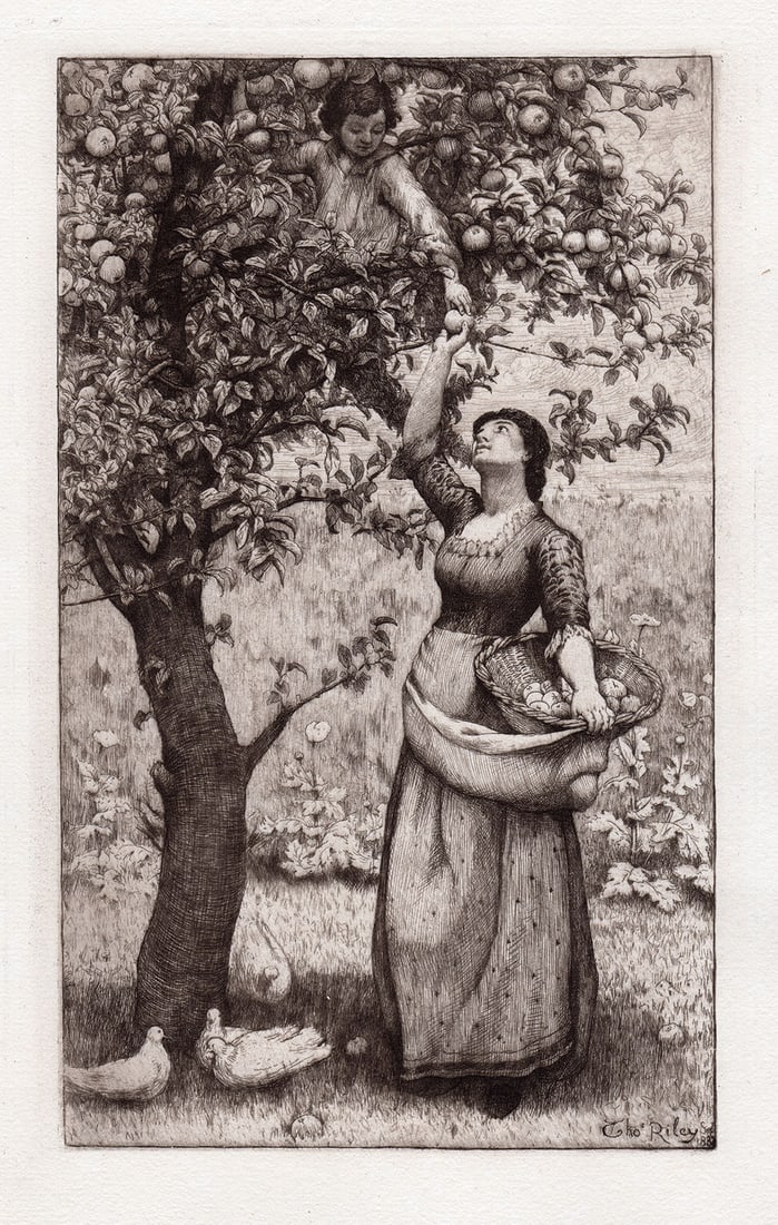 Thomas Riley 1882 etching Gathering Apples signed: Thomas Riley (British, 1856 - 1892). Gathering Apples. Original hand pulled copper plate etching on laid paper. 1882. Signed in the plate. Excellent. Image Size 6 x 10 1/4 inches. Approximately 14 3/4