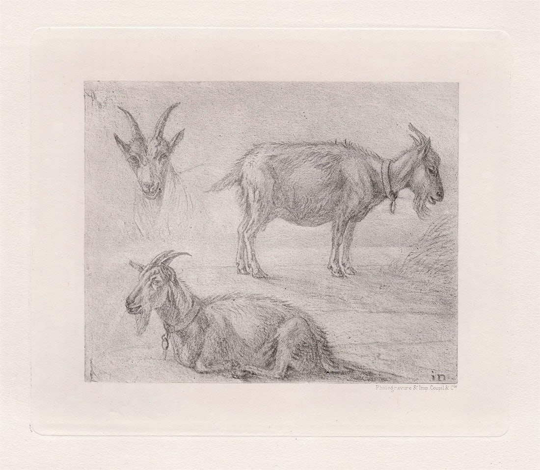 Karel Dujardin Study of Goats 1875 print: Karel Dujardin. (Dutch, 1622-1678). Study of Goats. Antique heliogravure on thick wove paper after the original by a Mater Engraver. 1875. Signed in the plate, lower right. Excellent. Image size 6 5/8
