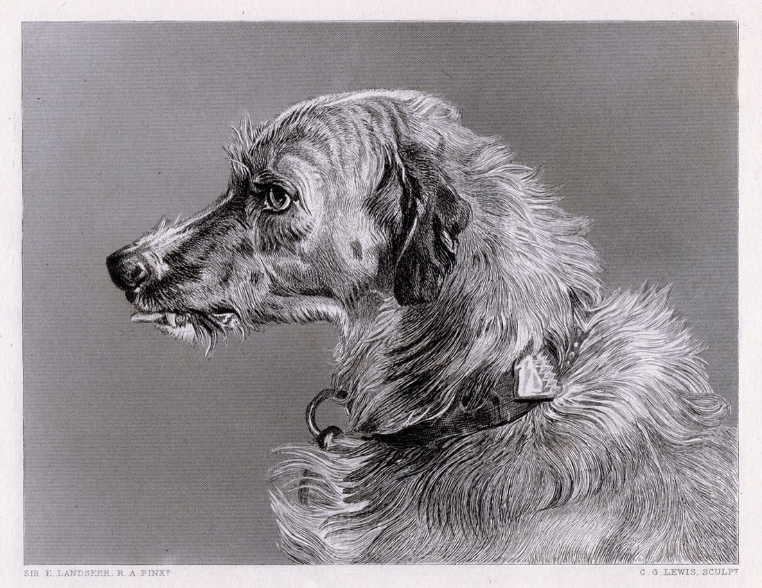 Sir Edwin Henry Landseer Head of a Deerhound (Hafed) 1878 engraving: Sir Edwin Henry Landseer. (English, 1802-1873). Head of a Deerhound (Hafed). Antique steel engraving on wove paper after the original oil on canvas by master engraver Charles George Lewis (English,180