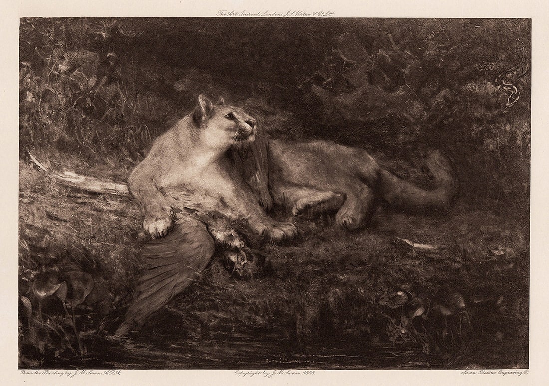 1898 John Macallan Swan American Puma etching signed: John Macallan Swan (1846-1910). The American Puma. Antique etching on wove paper after the original by the Swan Electric Engraving co. Year: 1898. Signed in the plate. Image size c. 7 3/8 x 10 1/2 inc