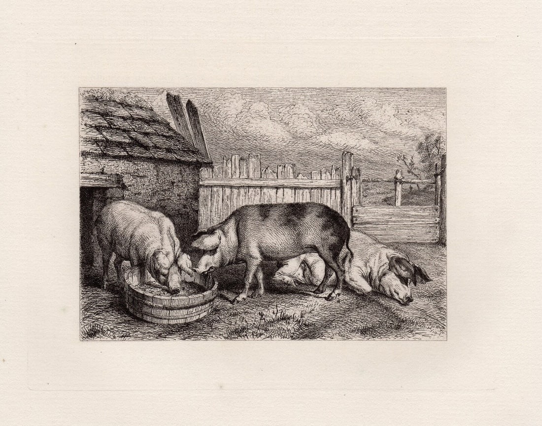 1872 Karl Bodmer Etching Pigs Framed (1 of 2)