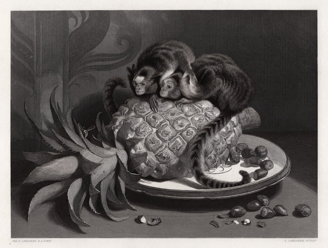 Henry Landseer 1800s Engraving The Marmozettes Signed Framed (1 of 3)