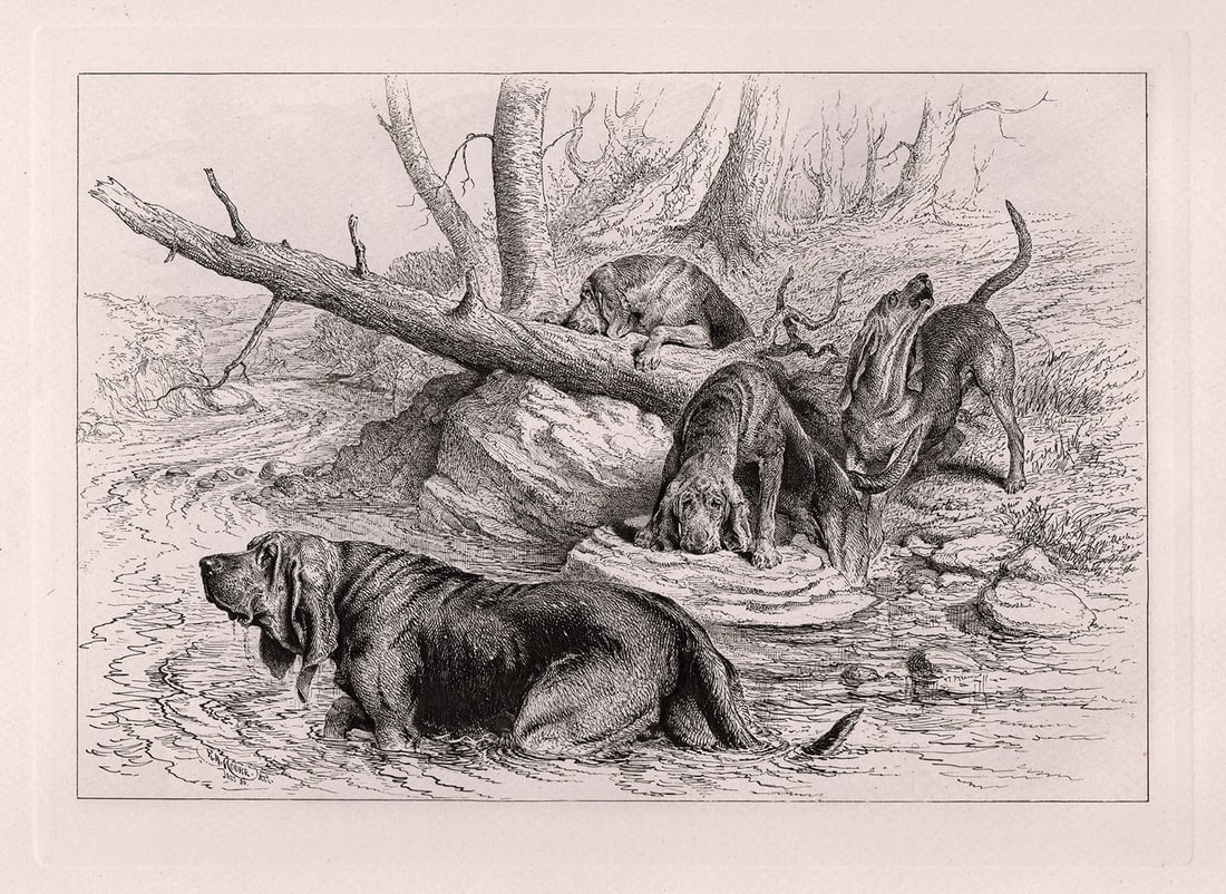 R. H. Moore Bloodhounds at Fault 1886 etching: R. H. Moore (British, 1880). "Bloodhounds at Fault". Antique copper plate etching on thick wove paper. 1886. Signed in the plate lower left. Excellent. Image size 7 1/2 x 10 1/2 inches. Approximately 