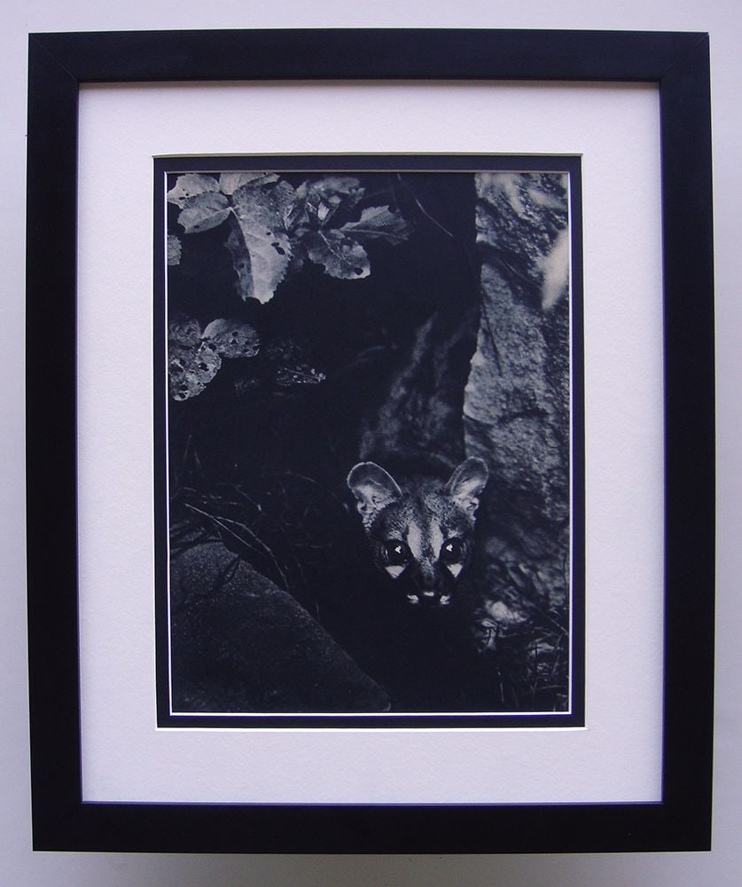 Brassai The Hunt 1930's photogravure: Brassai. (Hungarian-French, 1899-1984). The Hunt. Antique Photogravure. 1937-1940. Excellent. Teriade. Draeger Freres. Image Size 10 1/4 x 14 inches. Approximately 18 x 22 inches. This piece has been